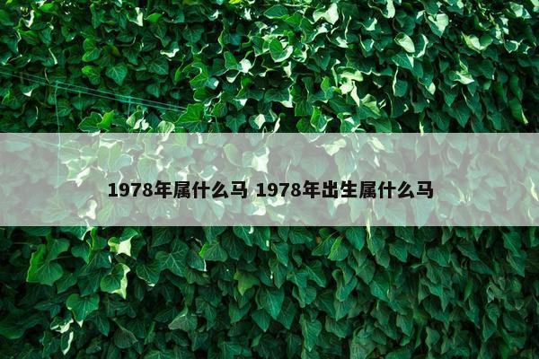 1978年属什么马 1978年出生属什么马