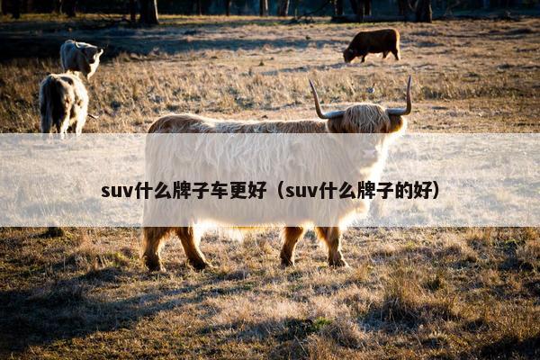 suv什么牌子车更好（suv什么牌子的好）