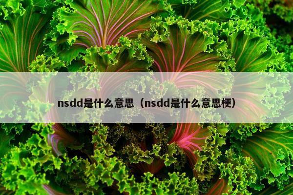 nsdd是什么意思（nsdd是什么意思梗）