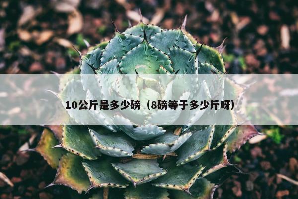 10公斤是多少磅（8磅等于多少斤呀）