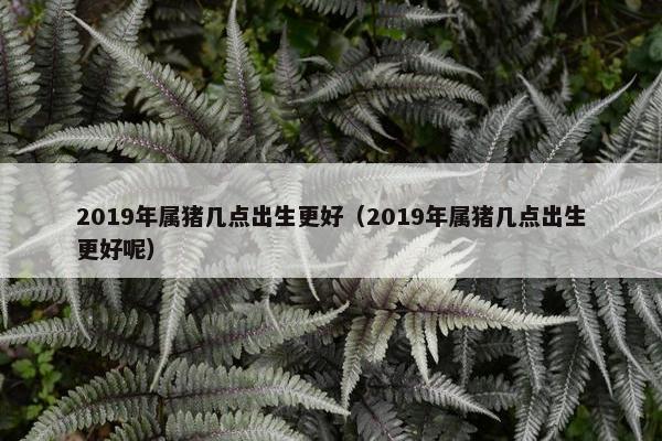 2019年属猪几点出生更好（2019年属猪几点出生更好呢）