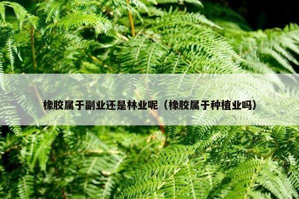 橡胶属于副业还是林业呢（橡胶属于种植业吗）