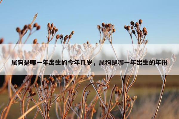 属狗是哪一年出生的今年几岁，属狗是哪一年出生的年份