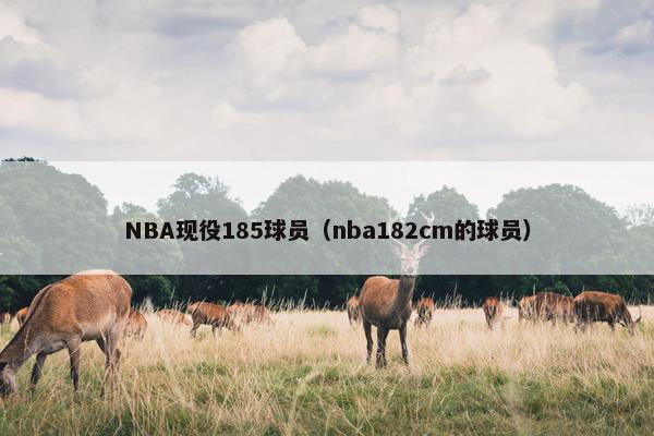 NBA现役185球员（nba182cm的球员）