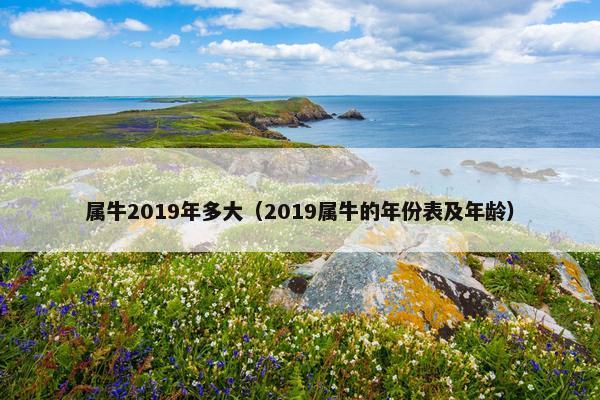 属牛2019年多大（2019属牛的年份表及年龄）