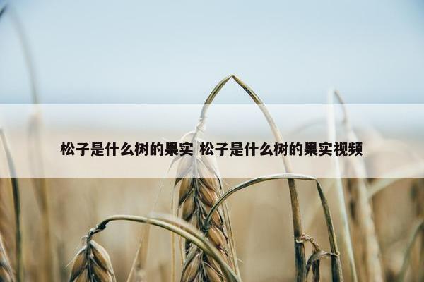 松子是什么树的果实 松子是什么树的果实视频