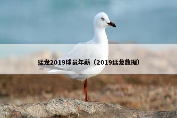 猛龙2019球员年薪（2019猛龙数据）