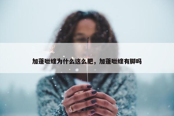 加蓬咝蝰为什么这么肥，加蓬咝蝰有脚吗