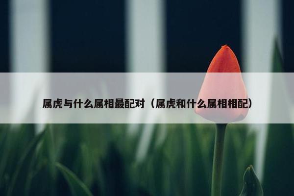 属虎与什么属相最配对（属虎和什么属相相配）