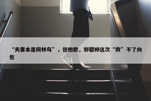 “夫妻本是同林鸟”，但抱歉，郭碧婷这次“救”不了向佐