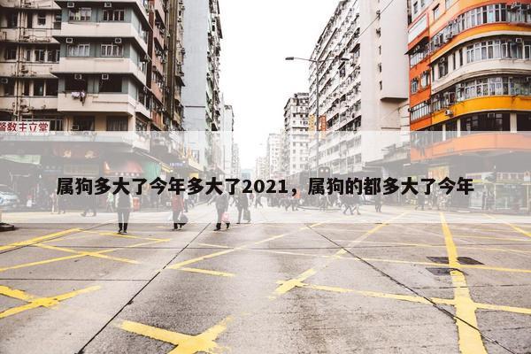 属狗多大了今年多大了2021，属狗的都多大了今年