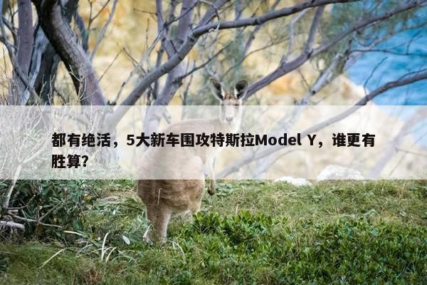 都有绝活，5大新车围攻特斯拉Model Y，谁更有胜算？