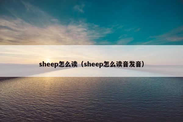 sheep怎么读（sheep怎么读音发音）