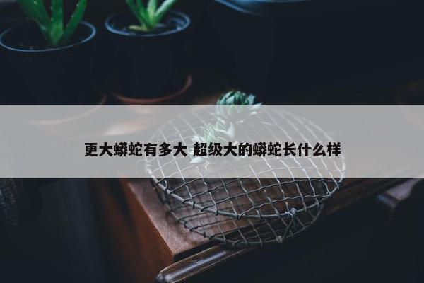 更大蟒蛇有多大 超级大的蟒蛇长什么样